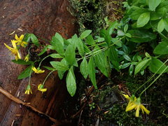 Arnica lanceolata