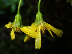 Arnica lanceolata
