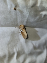 Prolimacodes trigona