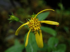 Arnica lanceolata