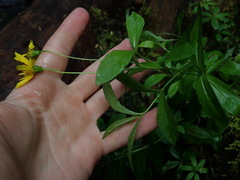 Arnica lanceolata