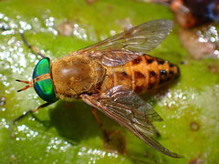 Tabanus fulvulus