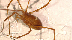 Leiobunum ventricosum