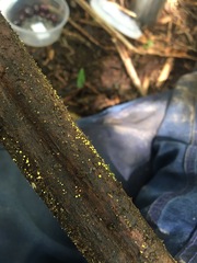 Lachnum pteridophyllum