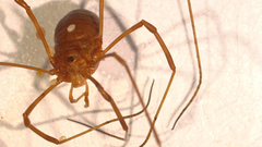 Leiobunum ventricosum