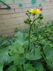 Ranunculus velutinus