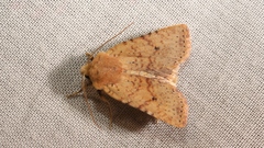Conistra staudingeri