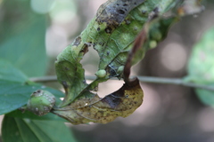 Celticecis pubescens