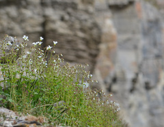 Saxifraga cernua