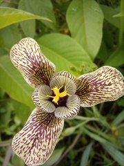 Tigridia vanhouttei