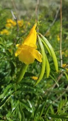 Tecoma stans angustata