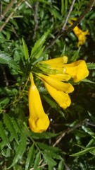 Tecoma stans angustata