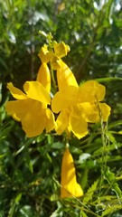 Tecoma stans angustata