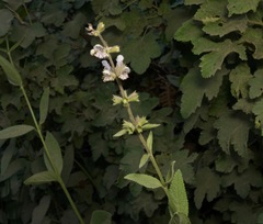 Stachys rigida rigida