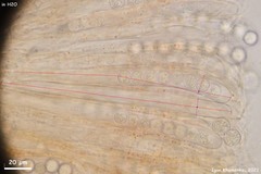 Pulvinula laeterubra