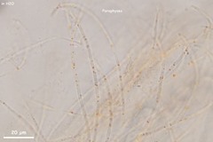 Pulvinula laeterubra