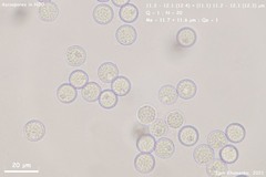 Pulvinula laeterubra