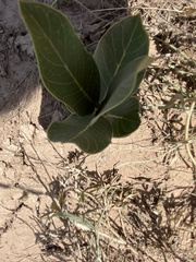 Asclepias latifolia