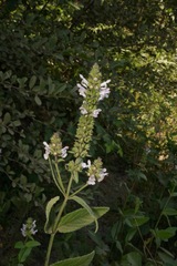 Stachys rigida rigida