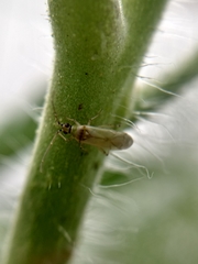 Miridae