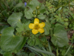 Ranunculus velutinus