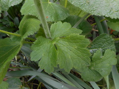 Ranunculus velutinus