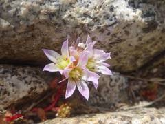 Sedum candolleanum