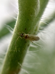 Miridae