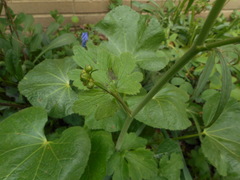 Ranunculus velutinus