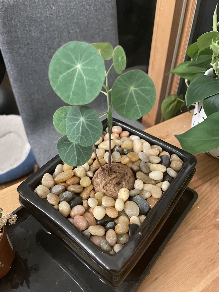 ステファニア・エレクタ