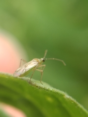 Miridae