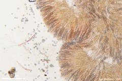 Pulvinula laeterubra