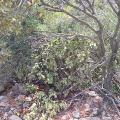 Crassula arborescens
