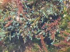 Ericaria selaginoides