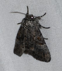Meleneta antennata