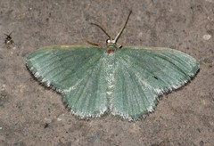 Xerochlora mesotheides