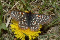 Euphydryas anicia bernadetta