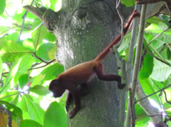 Alouatta seniculus