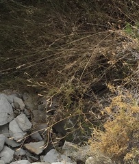 Silene undulata undulata