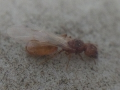 Pheidole cerebrosior