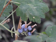 Ribes viscosissimum