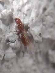 Pheidole cerebrosior
