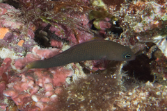 Pseudochromis marshallensis
