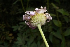 Erigeron aliceae