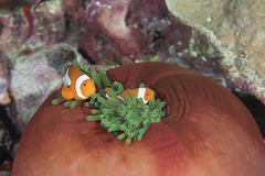 Amphiprion percula