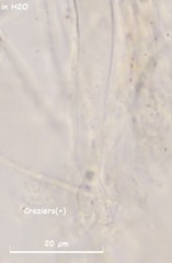 Pulvinula laeterubra