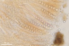 Pulvinula laeterubra