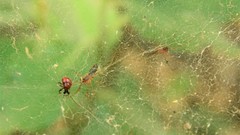 Homoeolabus analis