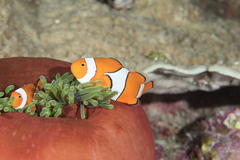Amphiprion percula