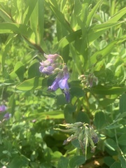 Lathyrus japonicus